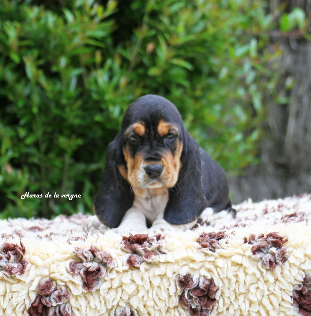 du Haras de la Vergne - Chiots disponibles - Basset Hound