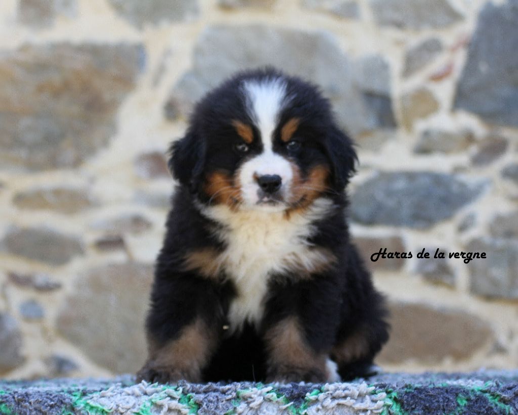 du Haras de la Vergne - Chiots disponibles - Bouvier Bernois