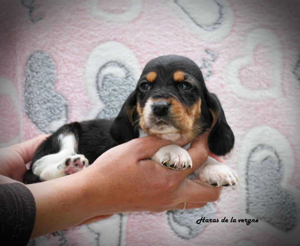 du Haras de la Vergne - Chiots disponibles - Basset Hound