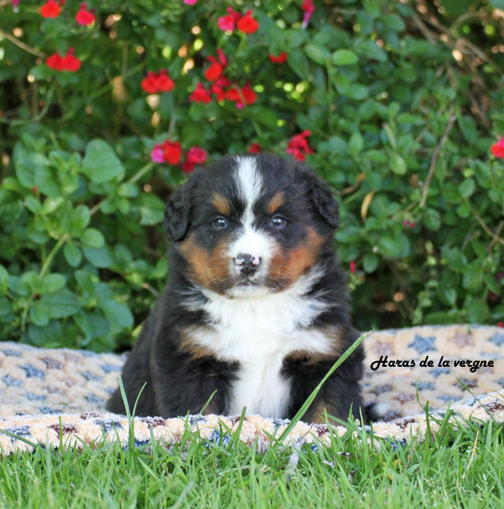 du Haras de la Vergne - Chiots disponibles - Bouvier Bernois
