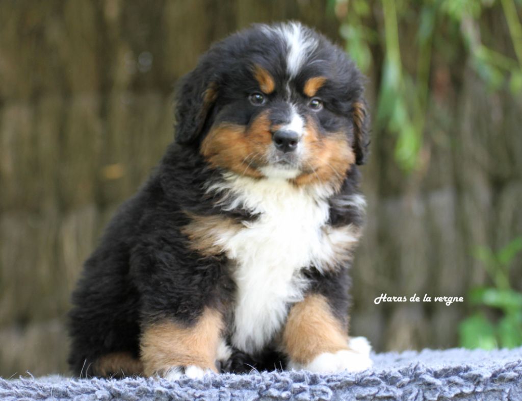 du Haras de la Vergne - Chiots disponibles - Bouvier Bernois
