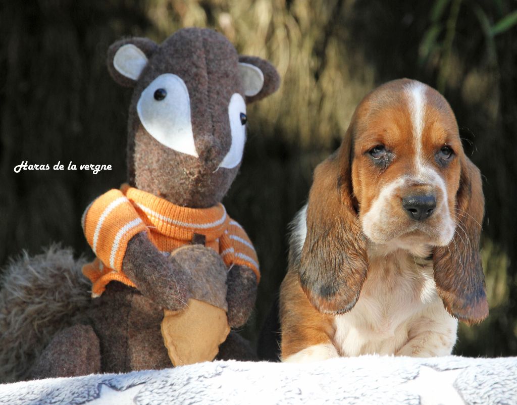 du Haras de la Vergne - Chiots disponibles - Basset Hound