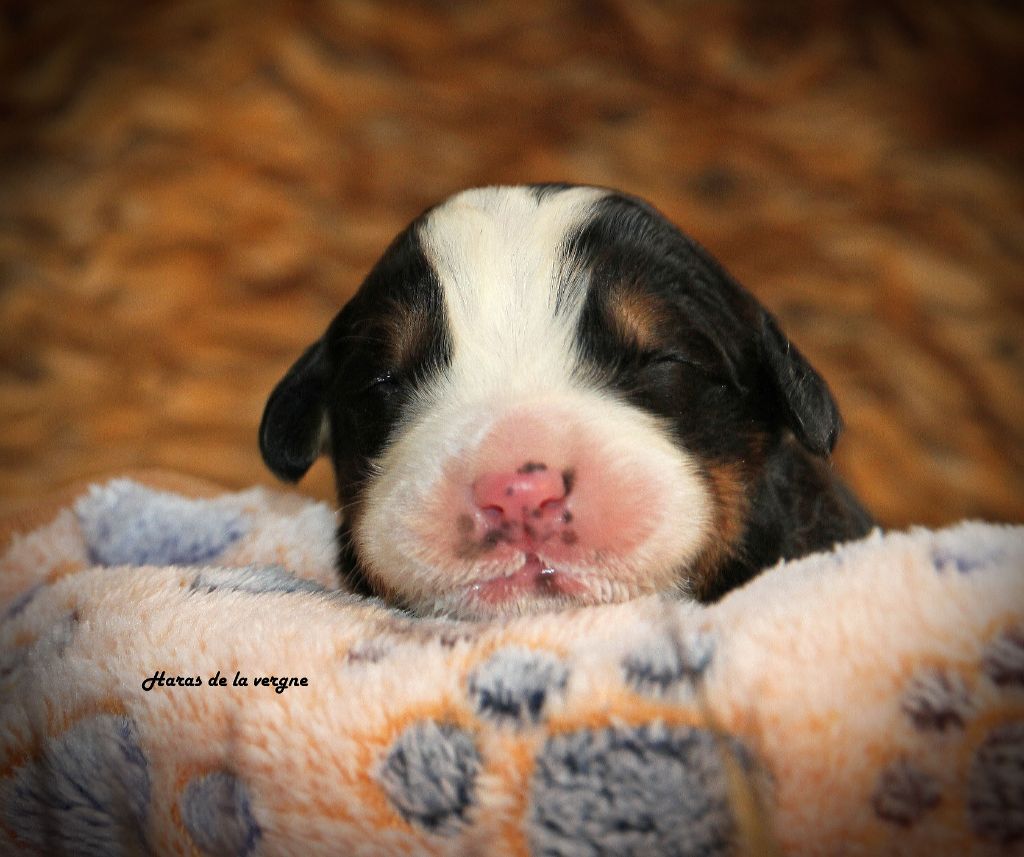 du Haras de la Vergne - Chiots disponibles - Bouvier Bernois