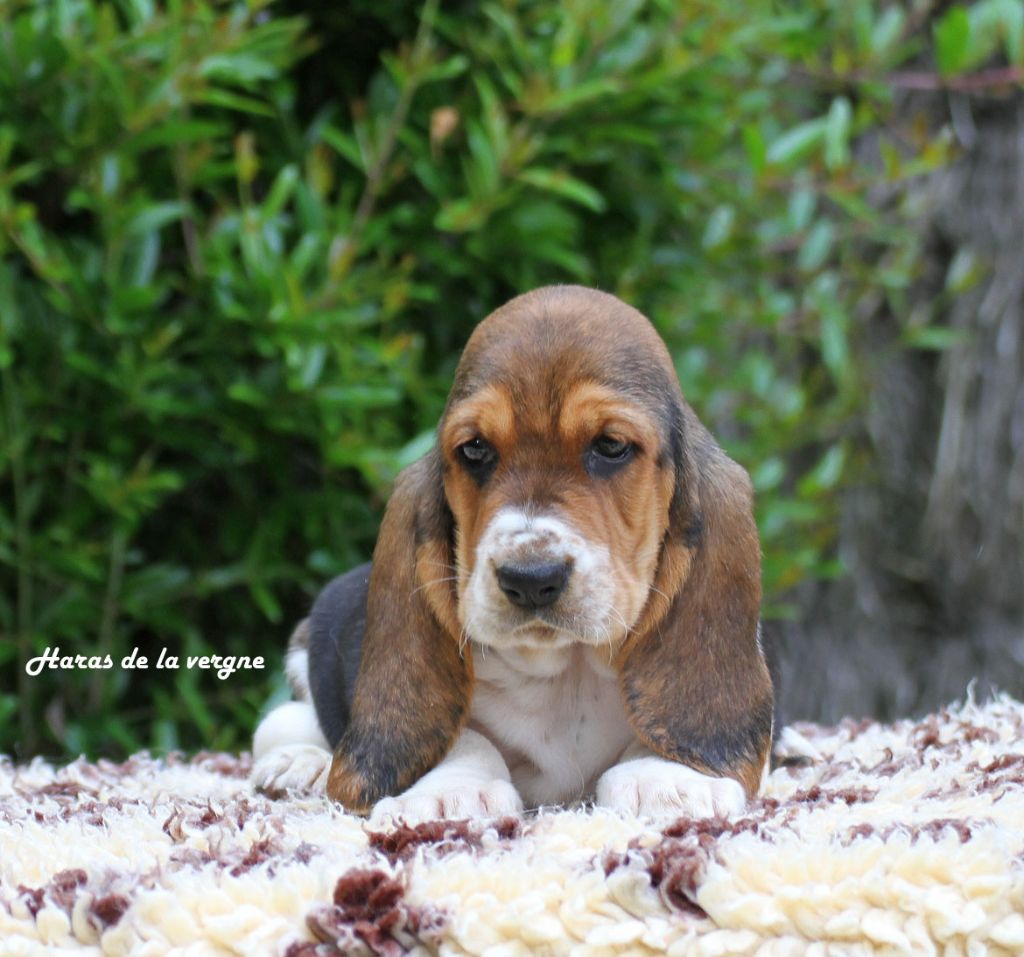 du Haras de la Vergne - Chiots disponibles - Basset Hound
