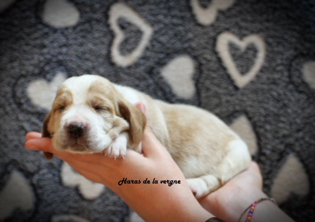 du Haras de la Vergne - Chiots disponibles - Basset Hound