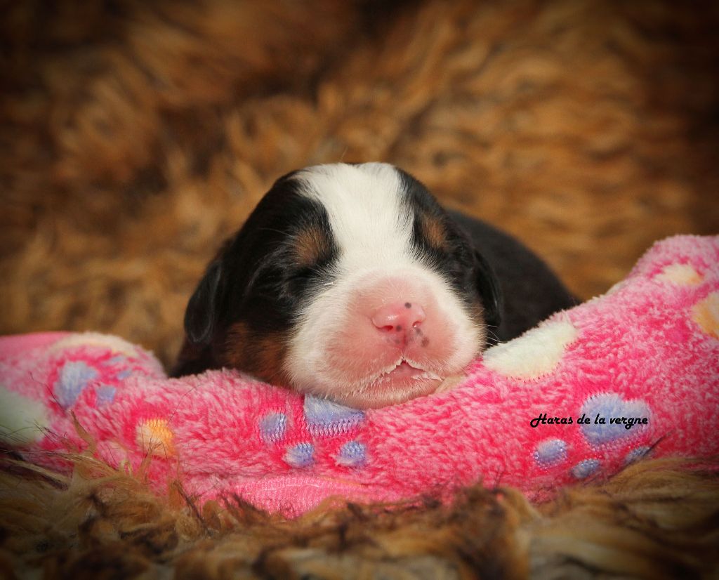 du Haras de la Vergne - Chiots disponibles - Bouvier Bernois