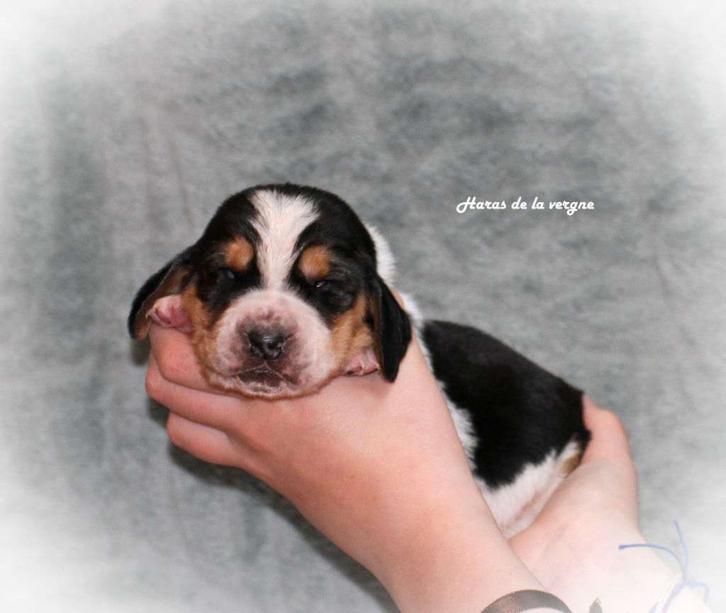 du Haras de la Vergne - Chiots disponibles - Basset Hound