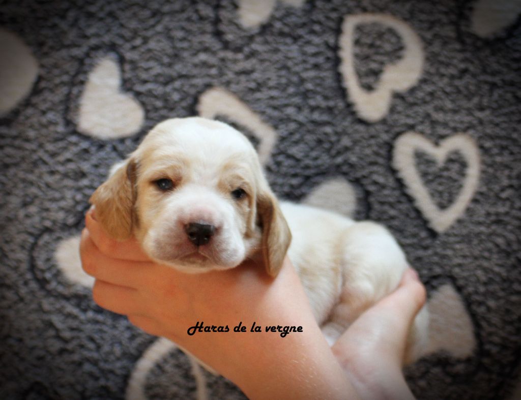 du Haras de la Vergne - Chiots disponibles - Basset Hound
