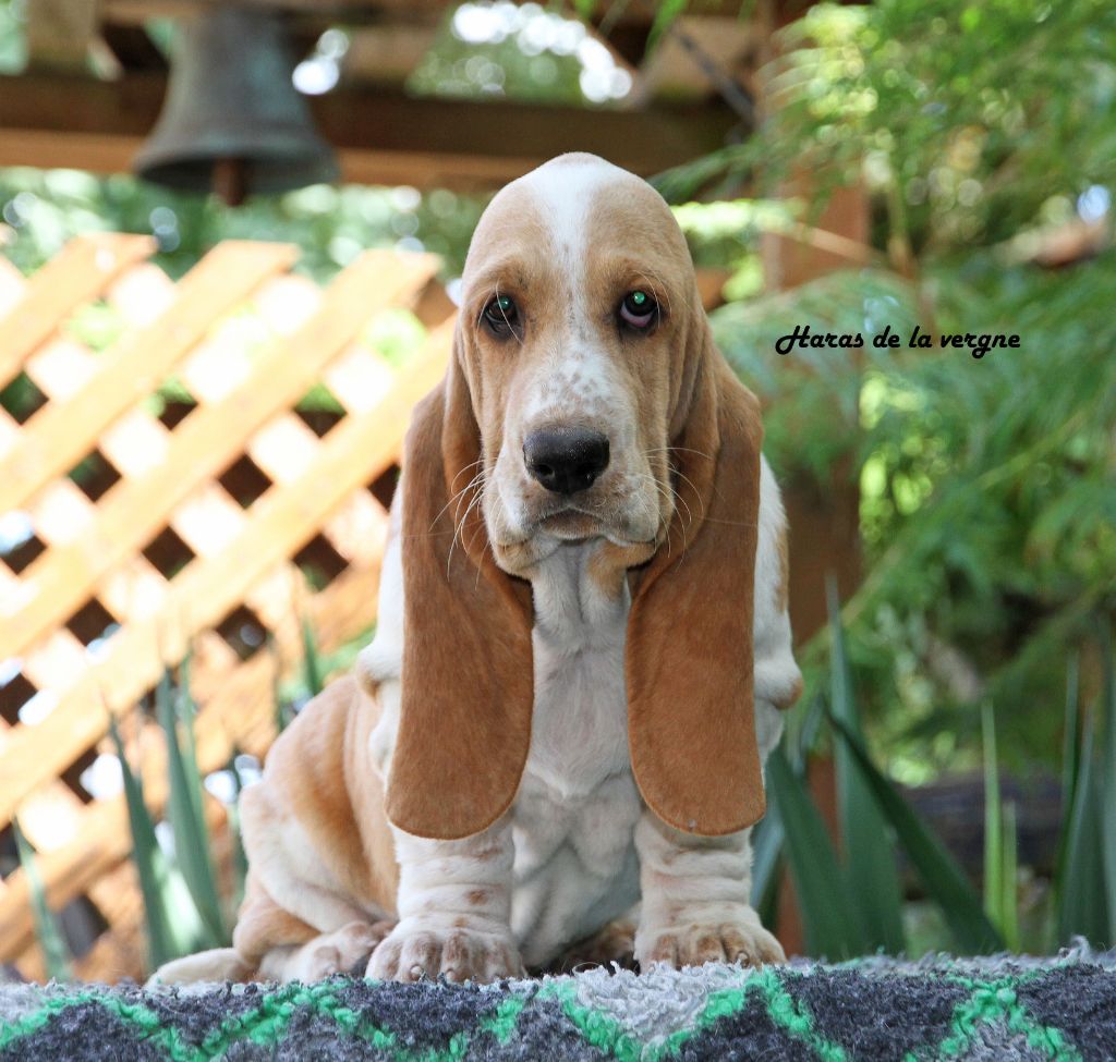 du Haras de la Vergne - Chiots disponibles - Basset Hound