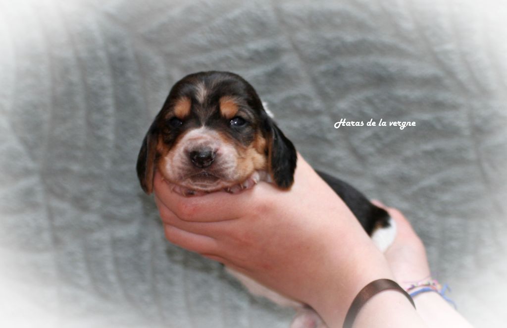 du Haras de la Vergne - Chiots disponibles - Basset Hound