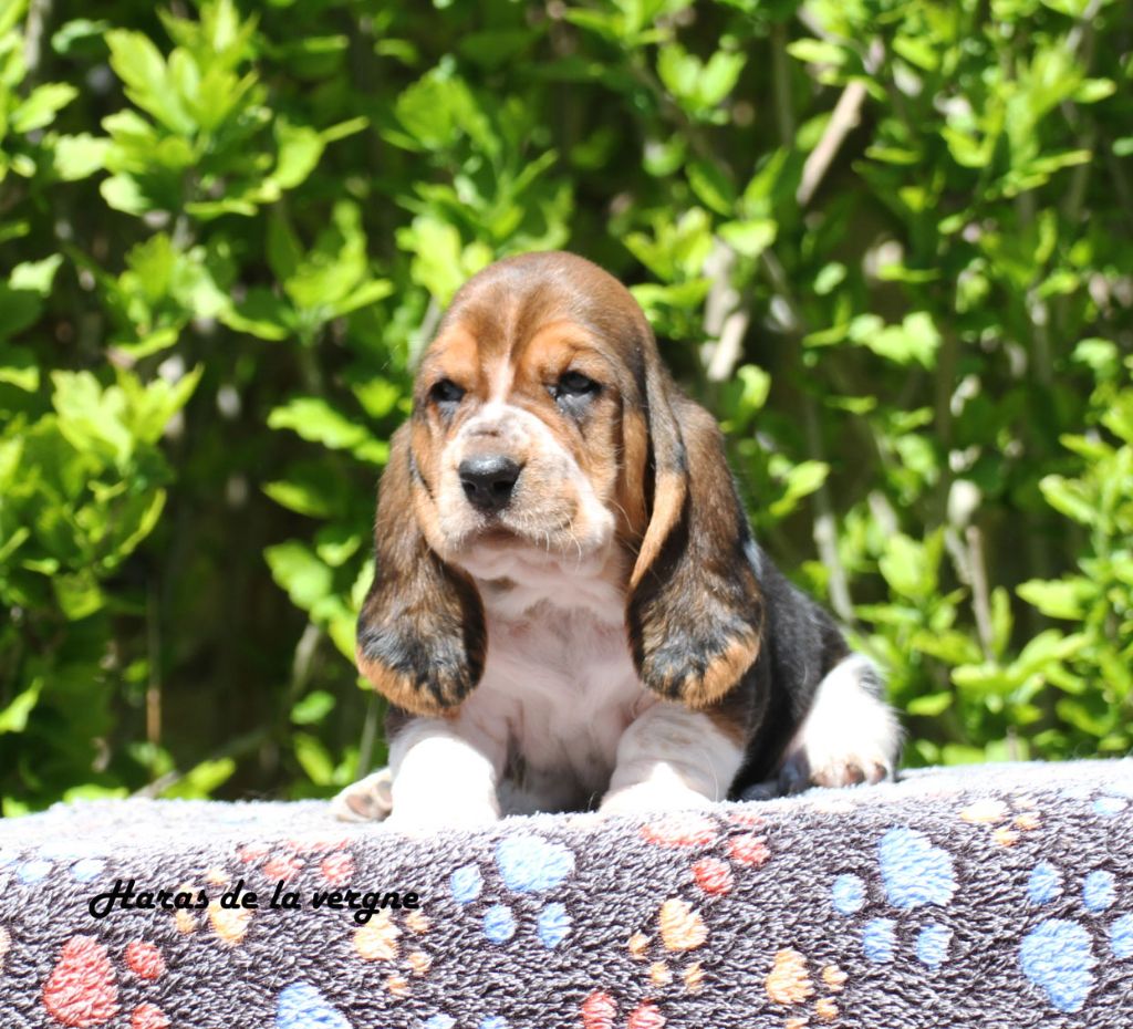 du Haras de la Vergne - Chiots disponibles - Basset Hound