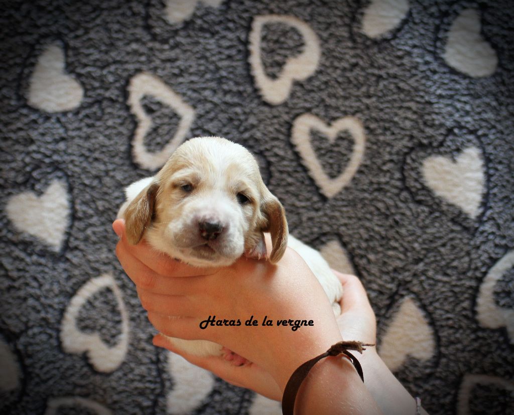 du Haras de la Vergne - Chiots disponibles - Basset Hound