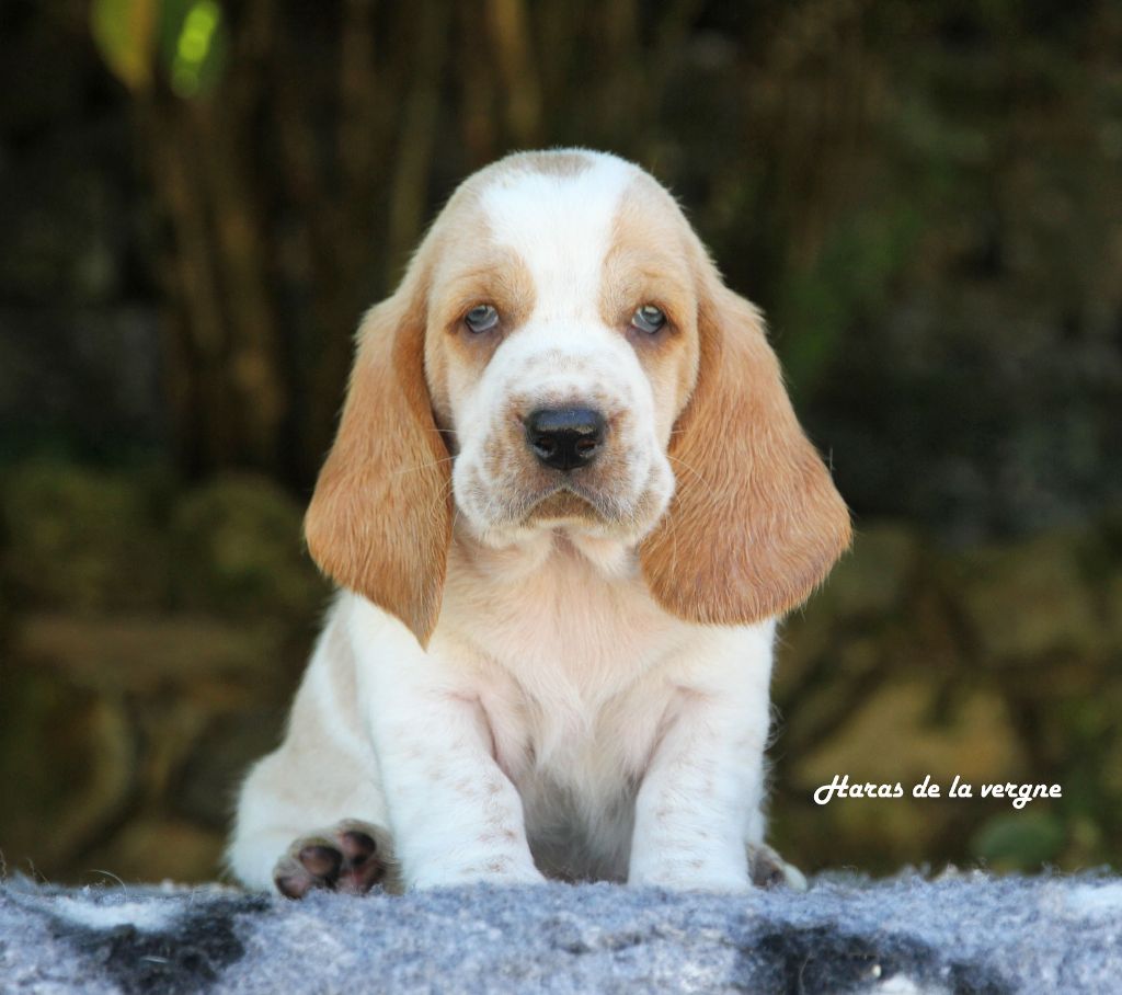 du Haras de la Vergne - Chiots disponibles - Basset Hound