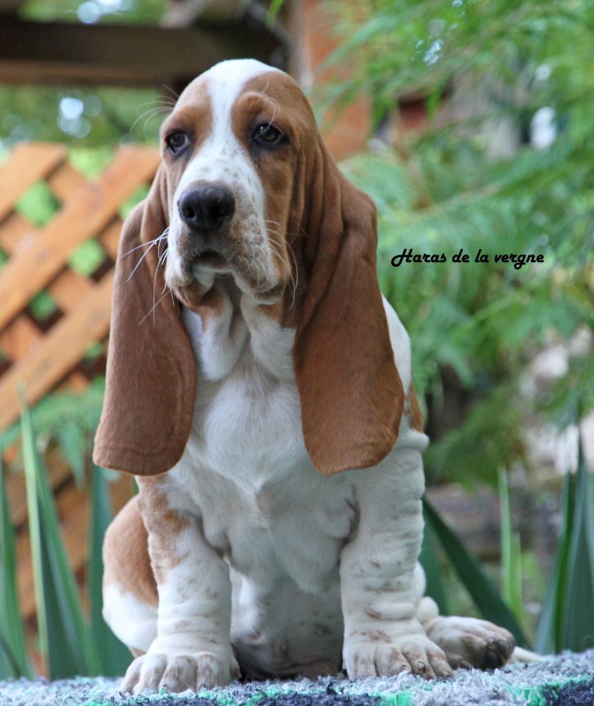 du Haras de la Vergne - Basset Hound - Portée née le 13/06/2025