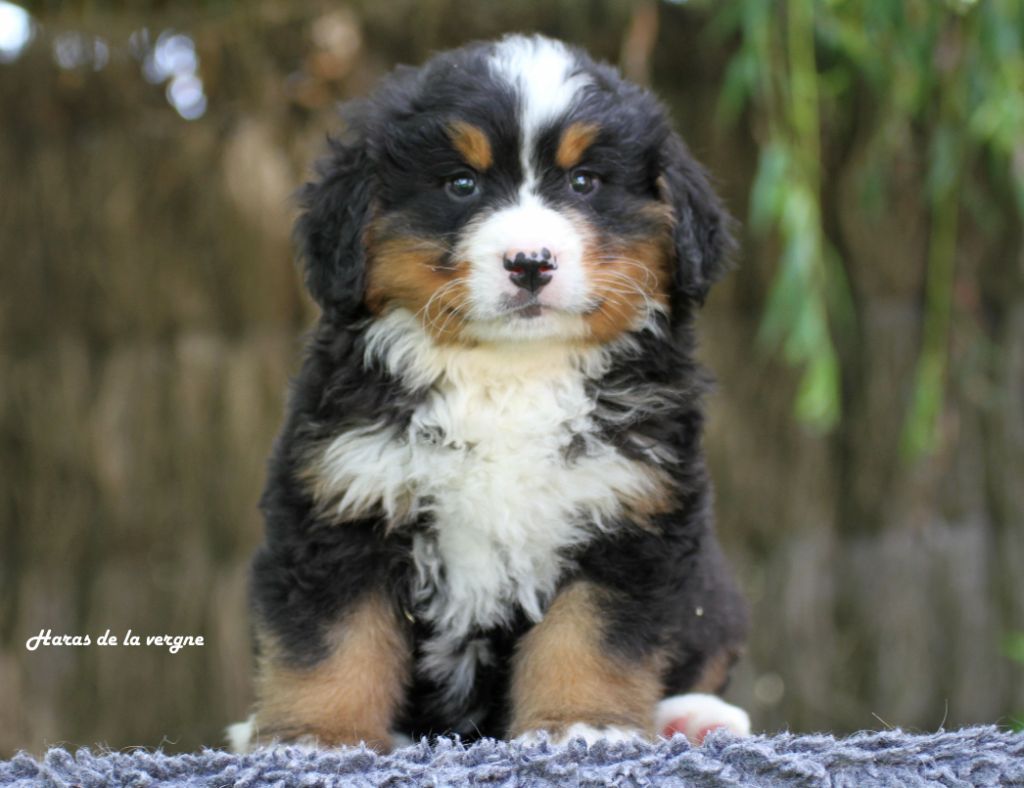 du Haras de la Vergne - Chiots disponibles - Bouvier Bernois