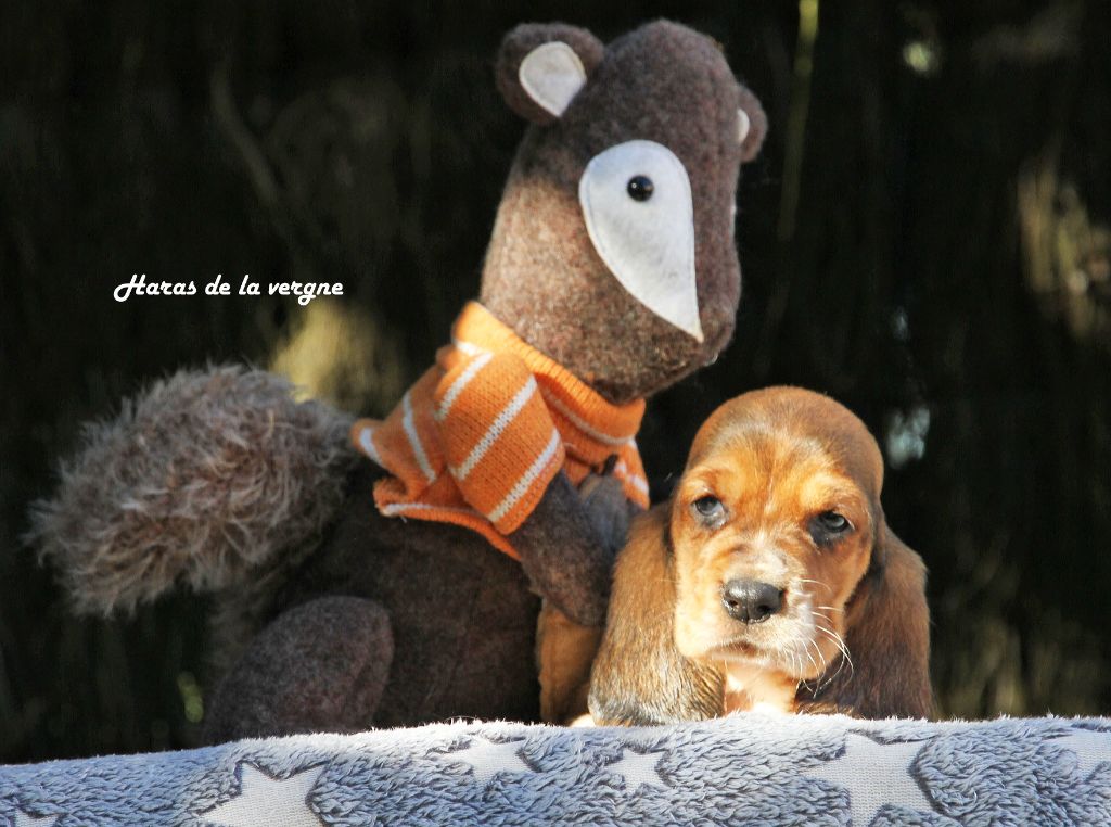 du Haras de la Vergne - Chiots disponibles - Basset Hound