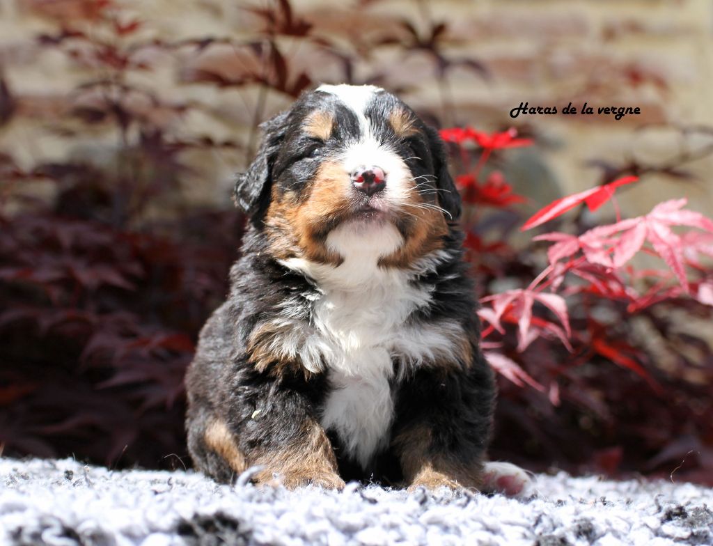 du Haras de la Vergne - Chiots disponibles - Bouvier Bernois