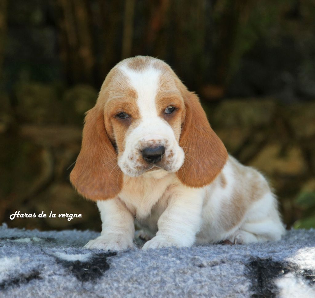 du Haras de la Vergne - Chiots disponibles - Basset Hound