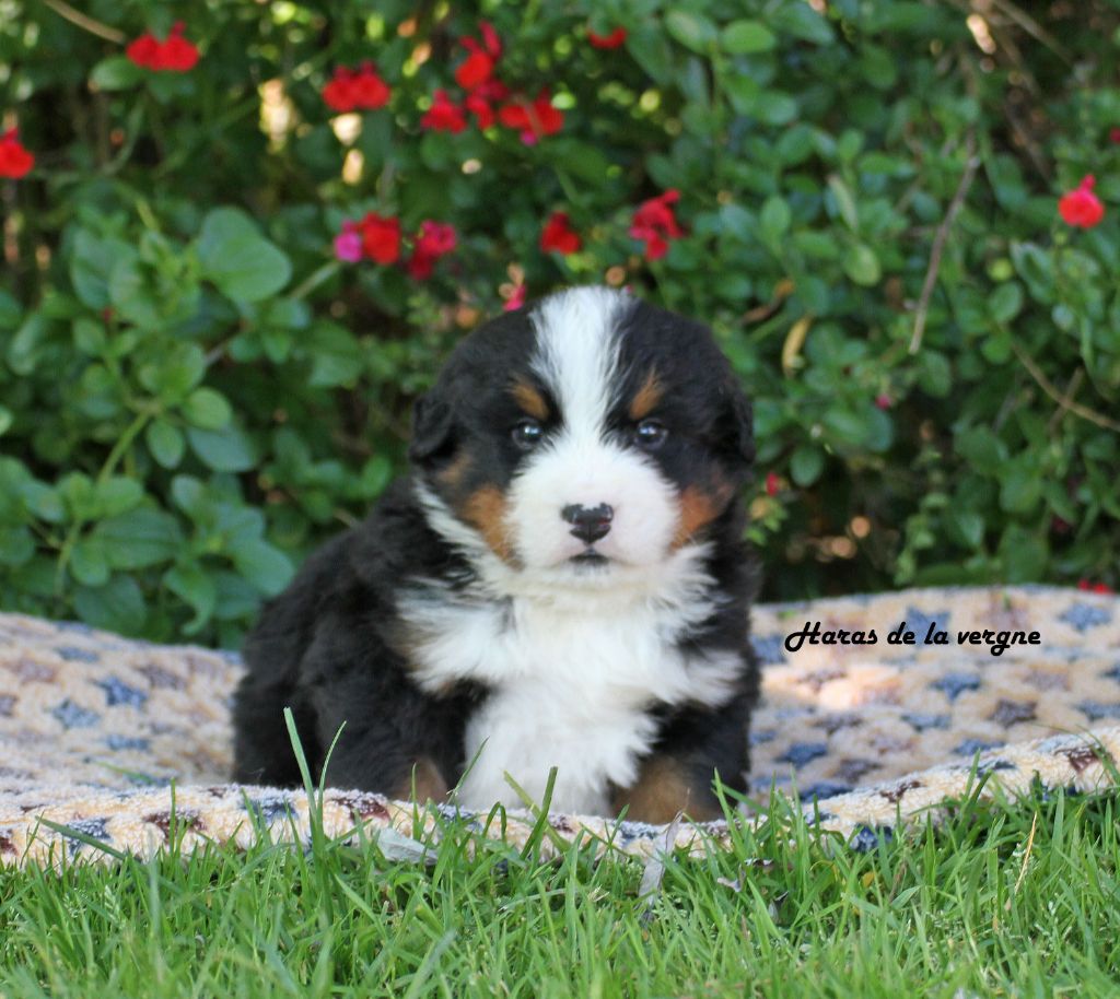 du Haras de la Vergne - Chiots disponibles - Bouvier Bernois