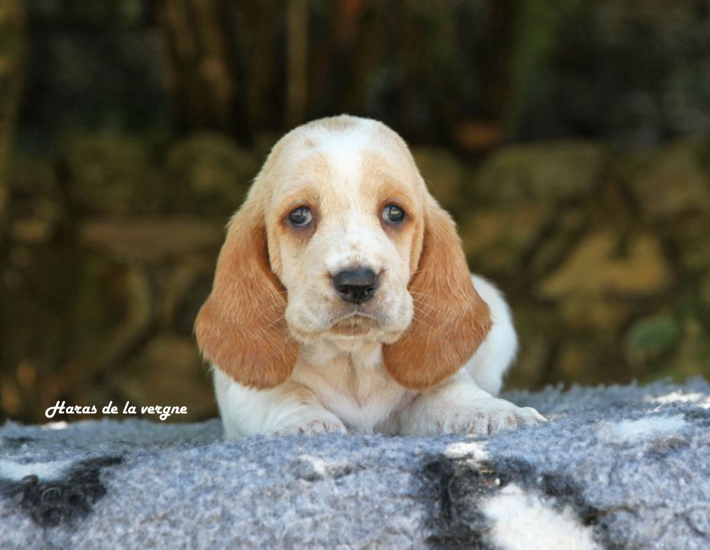 du Haras de la Vergne - Chiots disponibles - Basset Hound