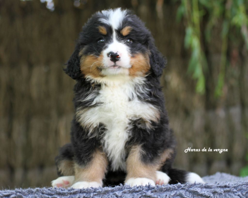 du Haras de la Vergne - Chiots disponibles - Bouvier Bernois