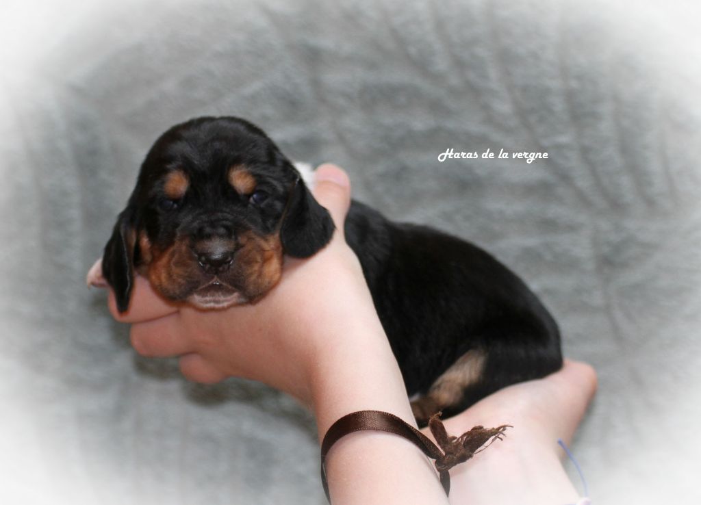 du Haras de la Vergne - Chiots disponibles - Basset Hound