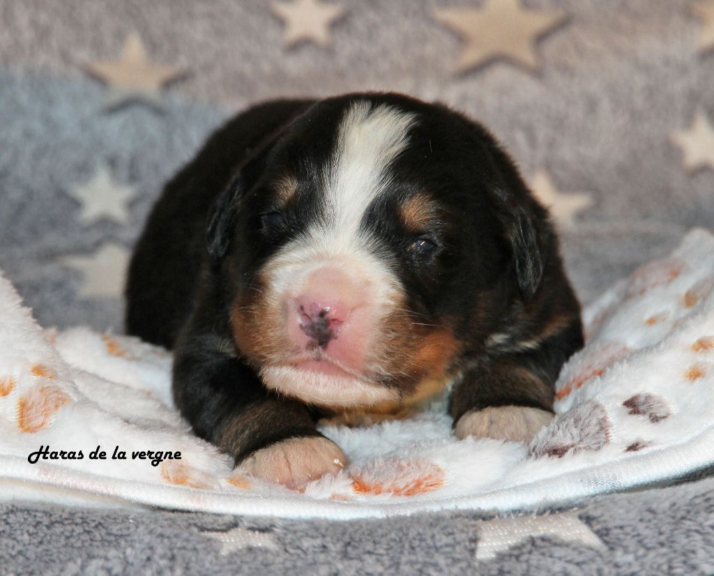 du Haras de la Vergne - Chiots disponibles - Bouvier Bernois