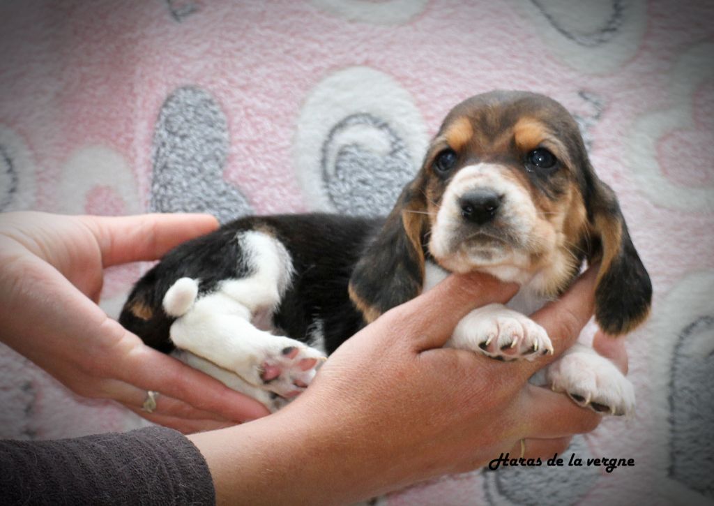 du Haras de la Vergne - Chiots disponibles - Basset Hound