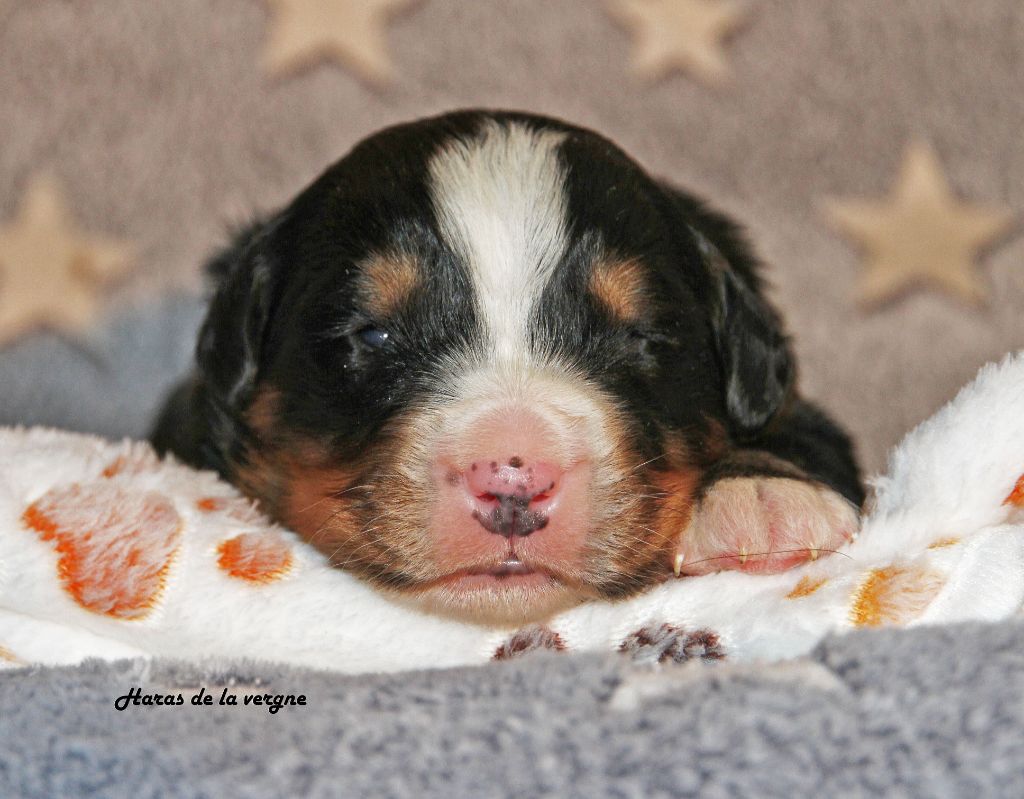 du Haras de la Vergne - Chiots disponibles - Bouvier Bernois