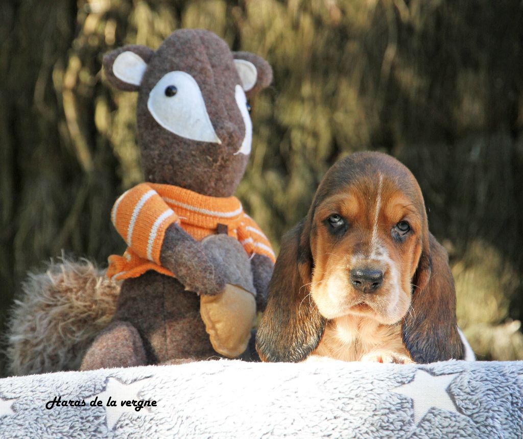 du Haras de la Vergne - Chiots disponibles - Basset Hound