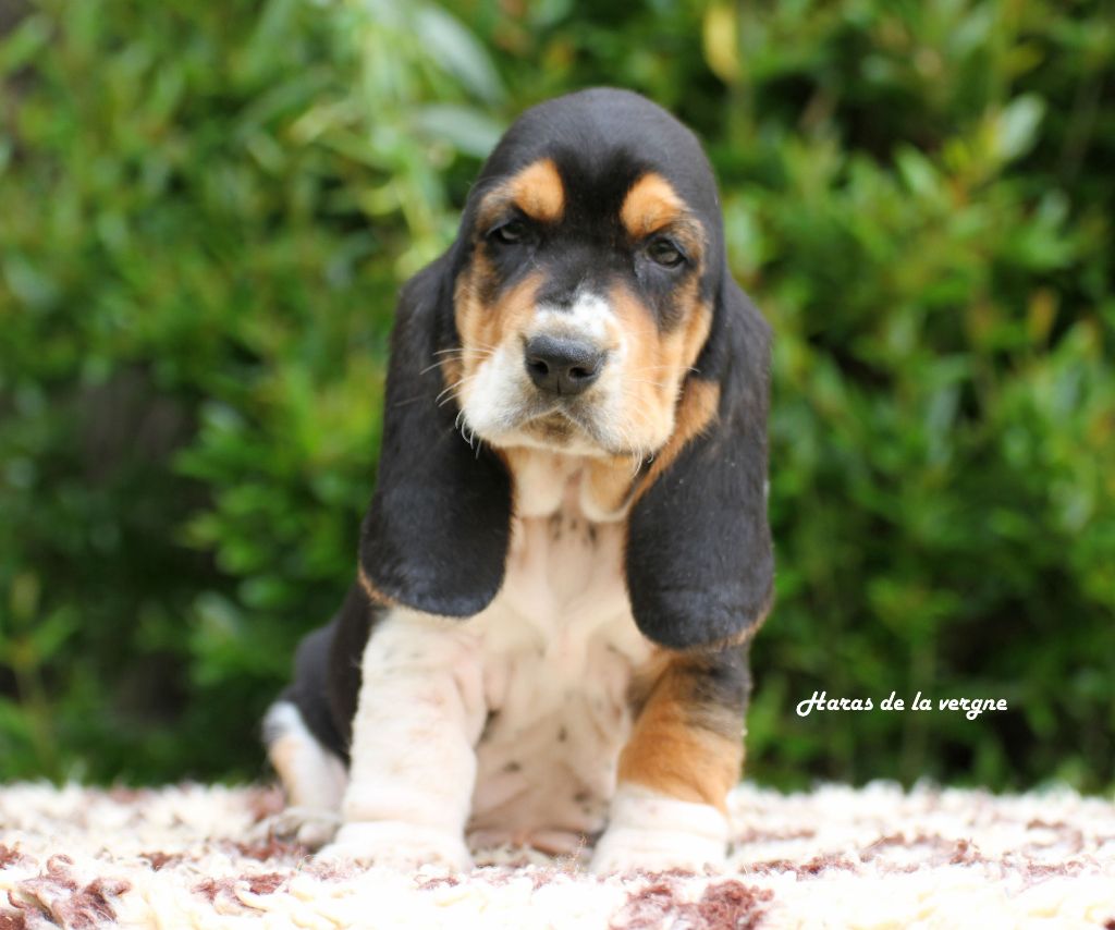 du Haras de la Vergne - Chiots disponibles - Basset Hound