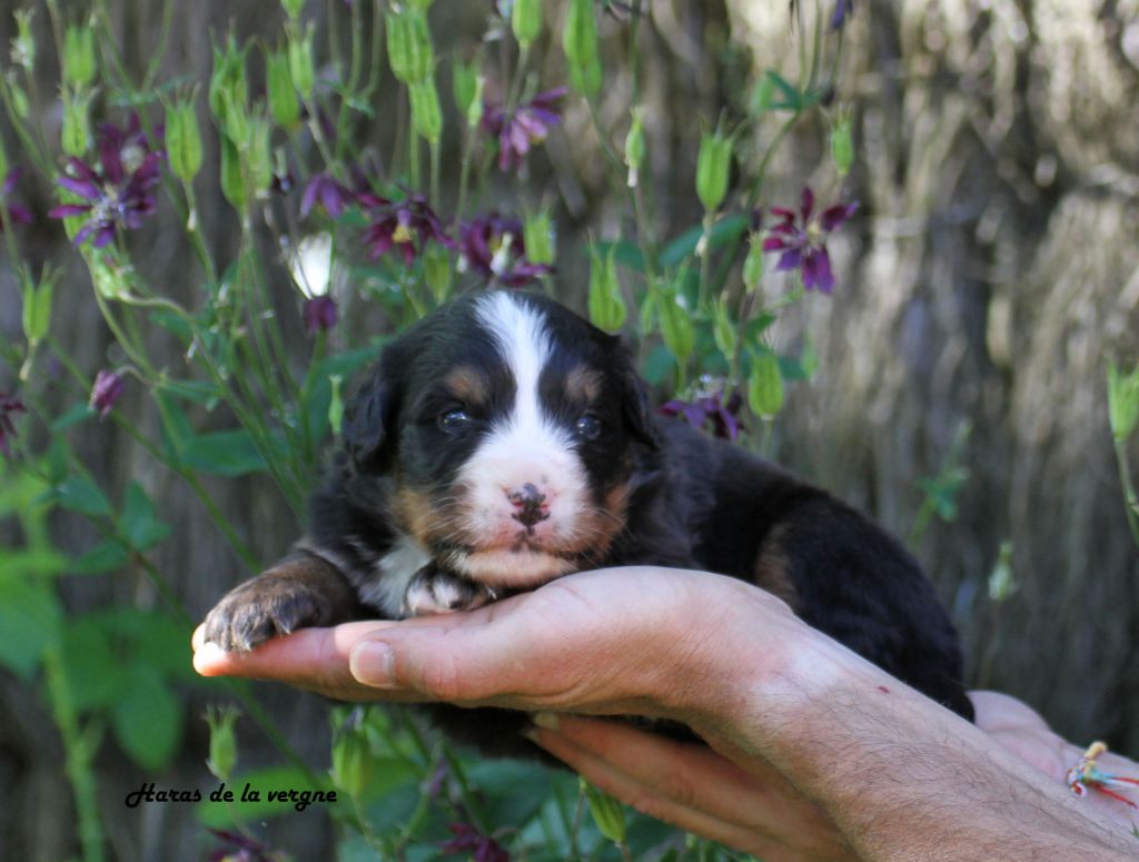 du Haras de la Vergne - Chiots disponibles - Bouvier Bernois