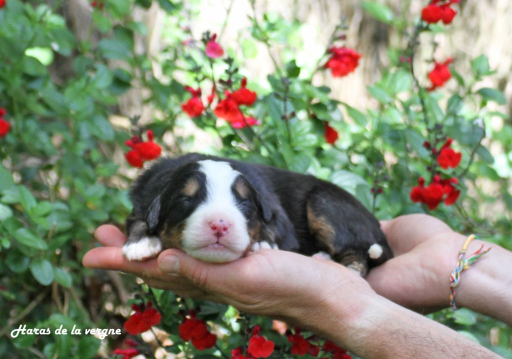 du Haras de la Vergne - Chiots disponibles - Bouvier Bernois