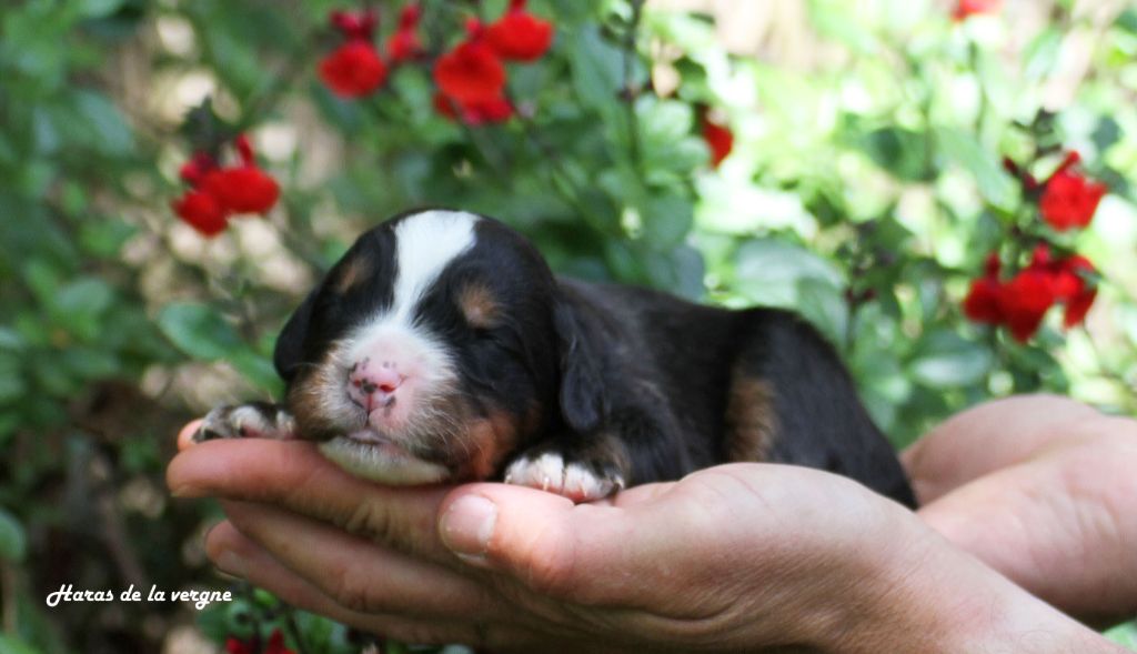 du Haras de la Vergne - Chiots disponibles - Bouvier Bernois