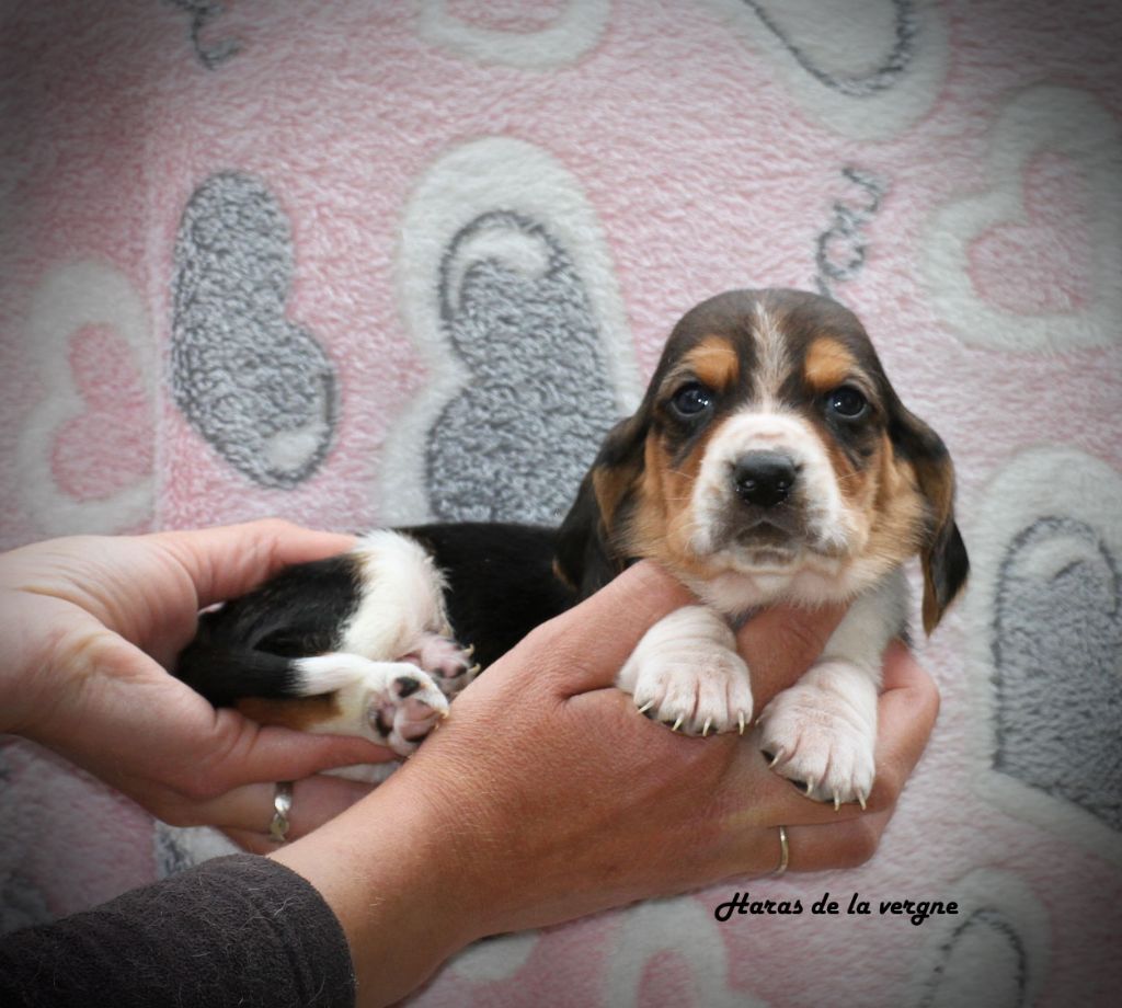 du Haras de la Vergne - Chiots disponibles - Basset Hound