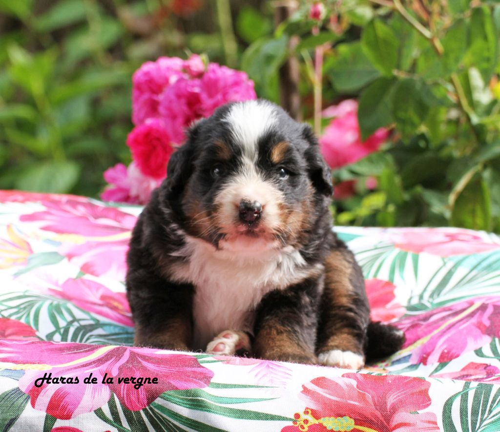 du Haras de la Vergne - Chiots disponibles - Bouvier Bernois