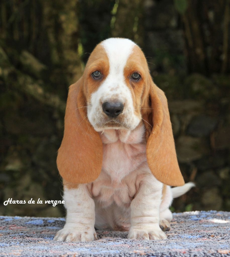 du Haras de la Vergne - Chiots disponibles - Basset Hound