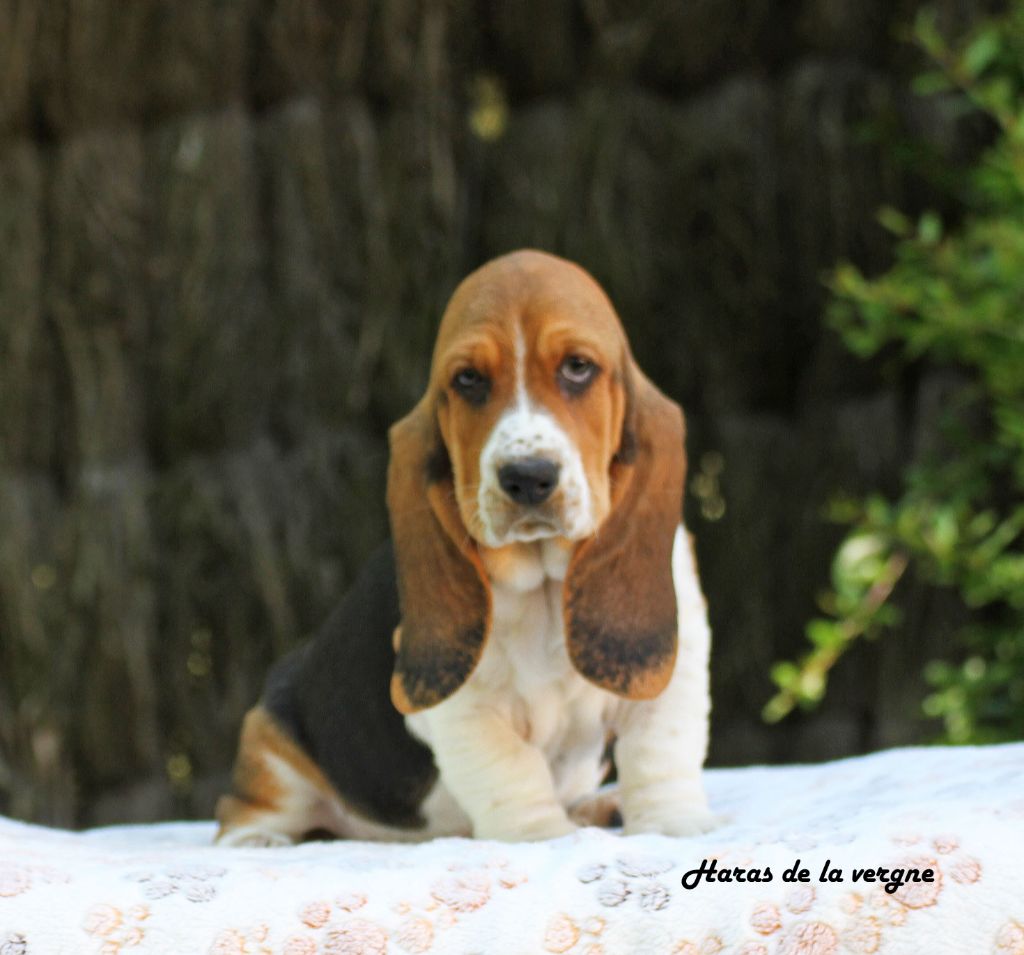 du Haras de la Vergne - Chiots disponibles - Basset Hound