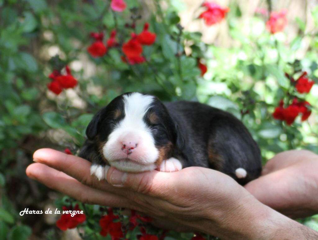 du Haras de la Vergne - Chiots disponibles - Bouvier Bernois