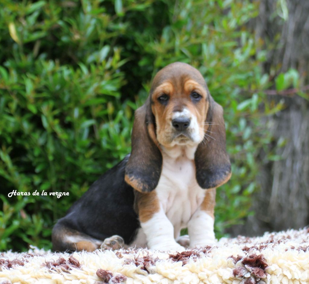 du Haras de la Vergne - Chiots disponibles - Basset Hound