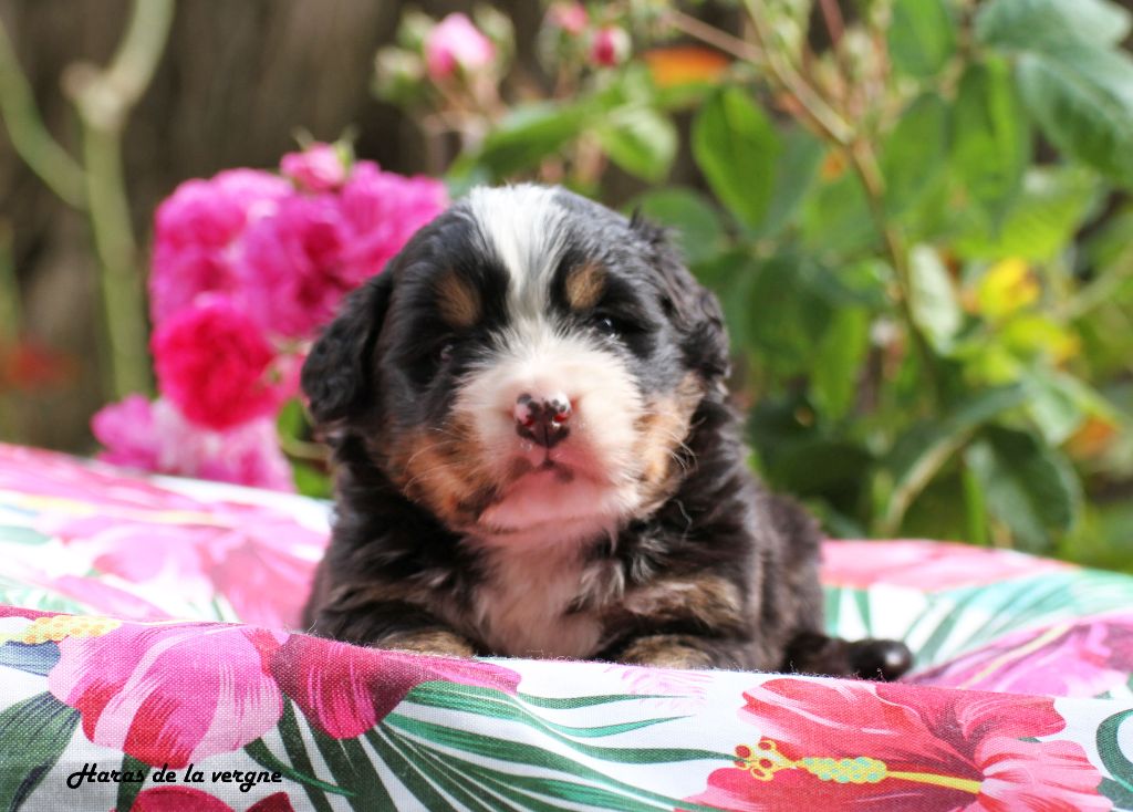 du Haras de la Vergne - Chiots disponibles - Bouvier Bernois