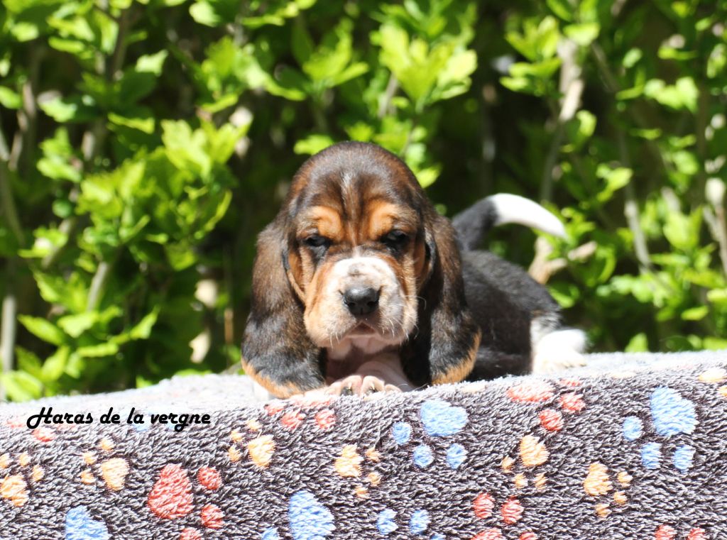 du Haras de la Vergne - Chiots disponibles - Basset Hound