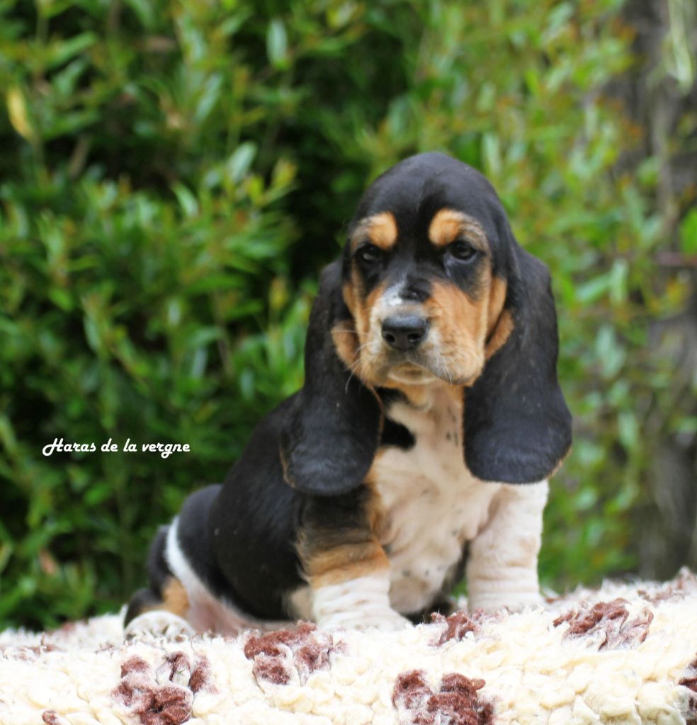 du Haras de la Vergne - Chiots disponibles - Basset Hound
