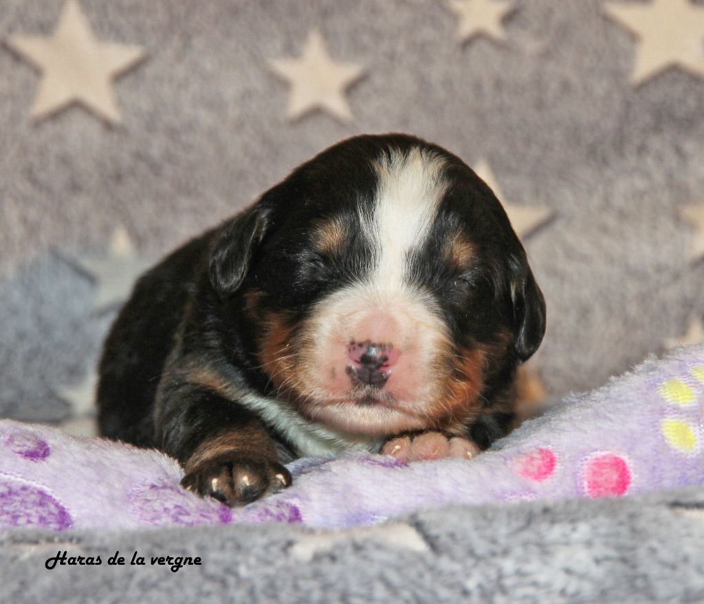 du Haras de la Vergne - Chiots disponibles - Bouvier Bernois