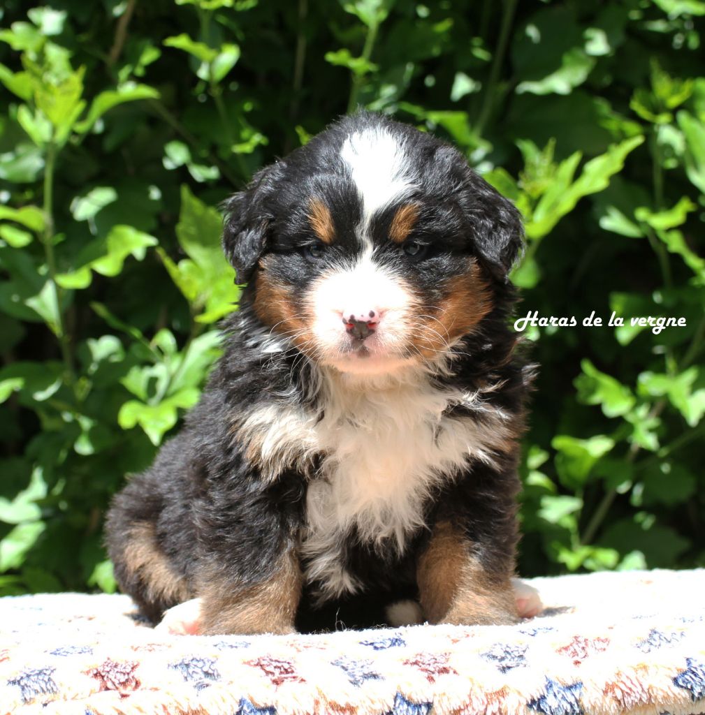 du Haras de la Vergne - Chiots disponibles - Bouvier Bernois