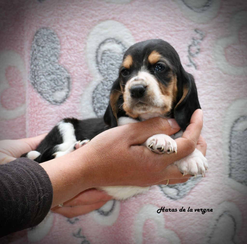 du Haras de la Vergne - Basset Hound - Portée née le 11/04/2025