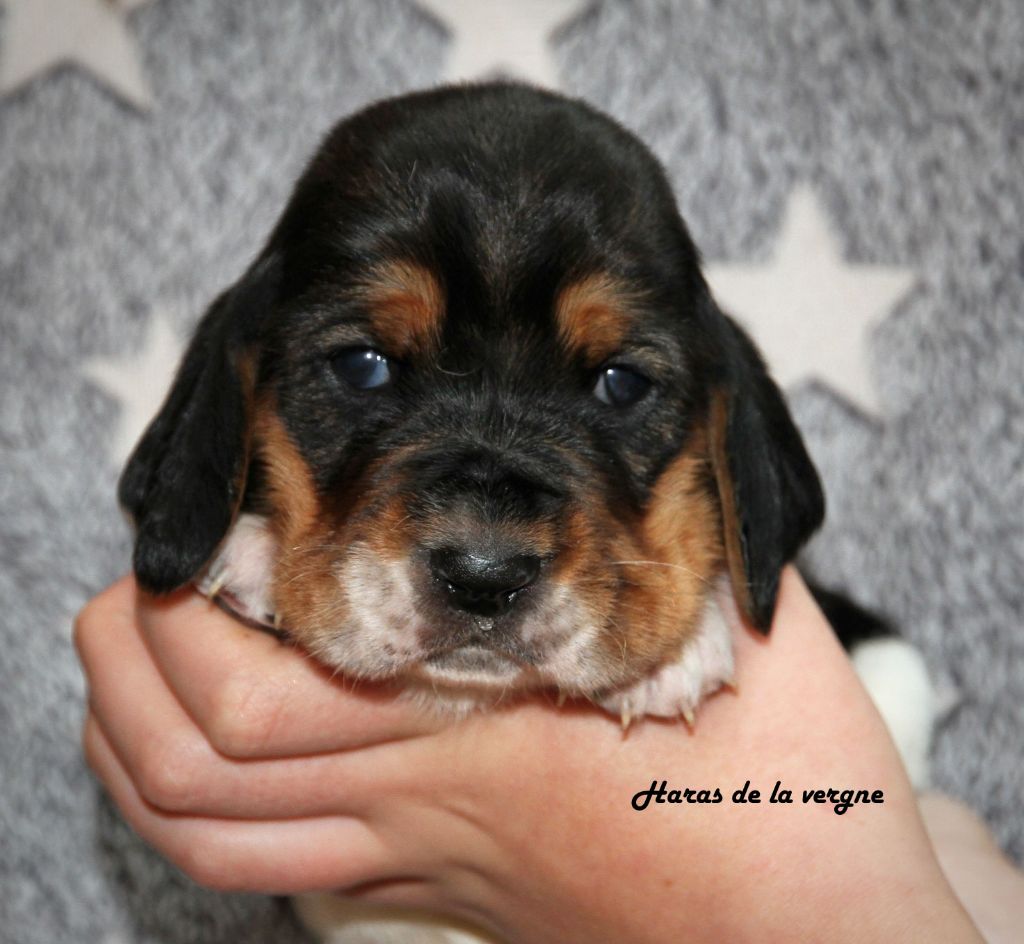 Chiot Basset Hound du Haras de la Vergne