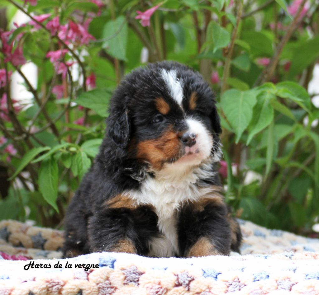 du Haras de la Vergne - Chiots disponibles - Bouvier Bernois