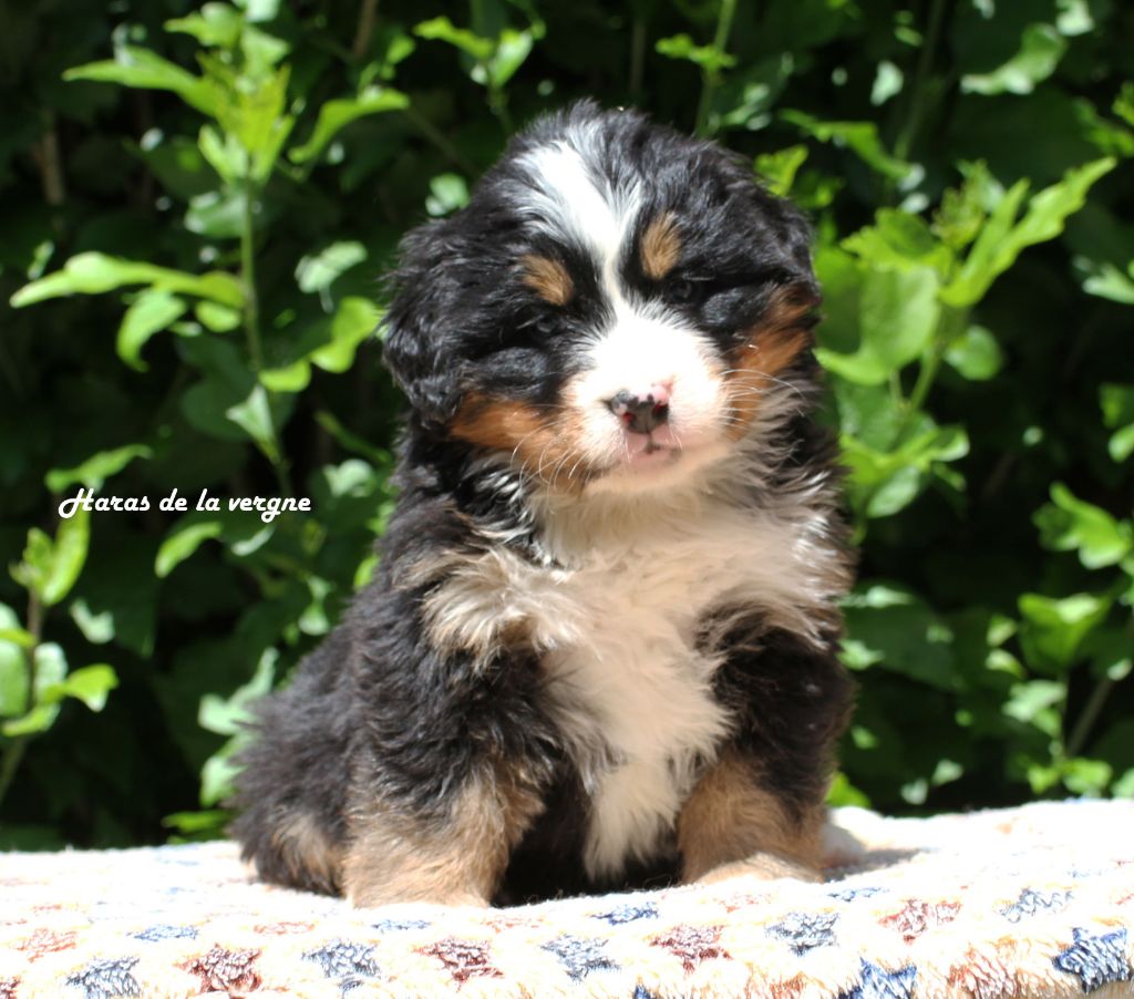 du Haras de la Vergne - Chiots disponibles - Bouvier Bernois