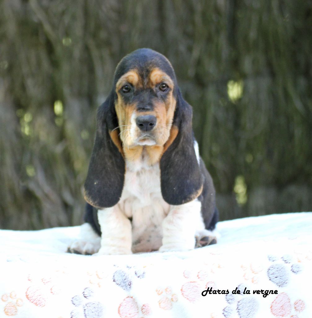 du Haras de la Vergne - Chiots disponibles - Basset Hound